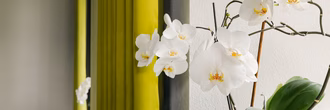 UWH Orchideen
